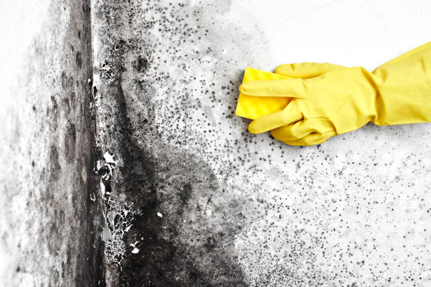 Best Attic Mold Removal  in Ellwood City, PA