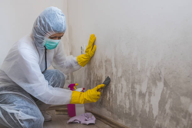 Best Best Mold Removal Companies  in Ellwood City, PA