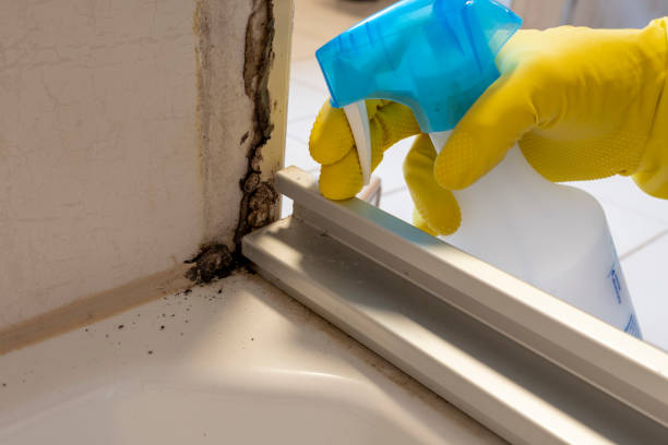Best Office Mold Removal Services  in Ellwood City, PA