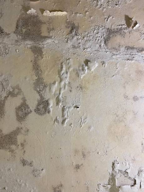 Best Professional Mold Removal  in Ellwood City, PA