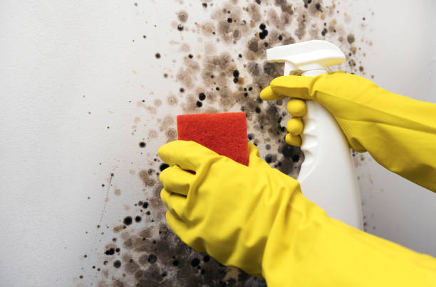 Best Black Mold Removal  in Ellwood City, PA