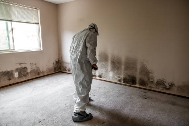 Best Fast Mold Removal  in Ellwood City, PA