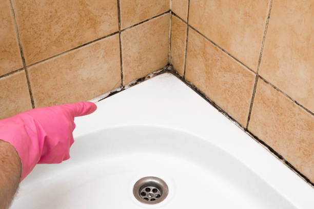 Best Same-Day Mold Removal  in Ellwood City, PA